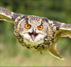 Incoming Owl Photos Eurasian Eagle Owl Pet Birds