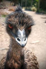 Birds That Cannot Fly Photo Friday 35 Australian Emu Australian Animals Australia Animals Australian Fauna