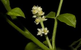 Image result for Caesalpinia cassioides