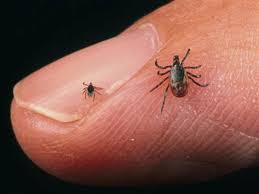 Nu misca mana in parti, caci capul i se poate rupe si ramane in pielea ta. Trebuie SÄƒ Scot Capusa Ce Se IntamplÄƒ DacÄƒ Capul CÄƒpuÈ™ei RÄƒmane In Corpul Uman Folosind O SoluÈ›ie De SÄƒpun