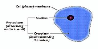 So think about a cell as a big water balloon, and the water balloon has little pieces of fruit floating around in it. Functions Of Protoplasm In Living Cell Qs Study