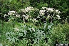 Id-ing Invasives