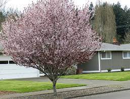 The purple leaf plum tree (prunus cerasifera), also known as the cherry plum, is popular in landscaping due to its ornamental nature.it's a relatively small tree that has a rounded, spreading growth habit almost like a shrub. Prunus Cerasifera Krauter S Vesuvius Landscape Plants Oregon State University