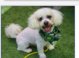 Ok this pup needs help! He's the boy that got dropped off at car wash. The  person who fostered him got told he can no longer be