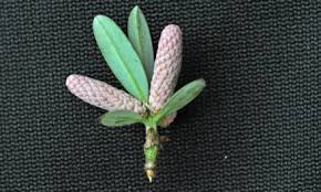 Image result for Heywoodia lucens