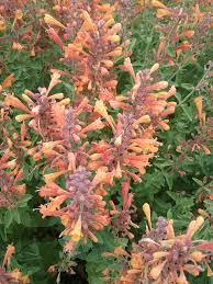 Image result for Tragia rupestris