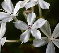 Plumbago imperial blue 7 to 10 inches tall gallon size. White Plumbago Scandens 3 Gallon Shrub Perennial Tropical Plants Flowering Gardener Direct