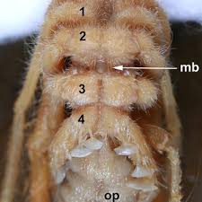 The largest camel spider has a leg span of around 6 to 8 inches (15 to 20 centimeters), which is big for a spider, but it's not horror movie territory, and i kind of think of them as mouth hands. The Extant Southern African Solifuge Z E R I A V E N A T O R Pocock Download Scientific Diagram