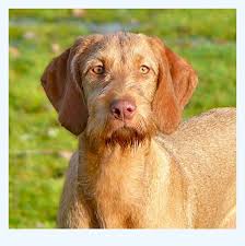 Wirehaired vizslas are known as excellent hunting dogs, and also have a level personality making them suited for families. Learn Exactly How I Improved Wirehaired Vizsla In 2 Days Dog Breed
