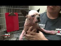 Transporting animals as cargo is dangerous, particularly for brachycephalic dogs canines with short, flat snouts that are often prone to inefficient breathing and cooling such as these french bulldog puppies, katie jarl. Rspca Puppy Farm Rescue Youtube