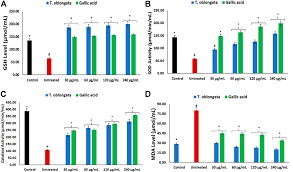 Image result for Turbina oblongata
