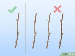 Image result for graft grape vines