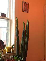 Cactus are typically dormant in the. Is My San Pedro Growing Or Dying Cactus