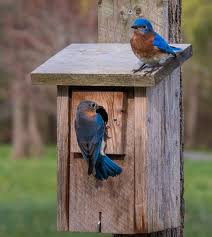 Check spelling or type a new query. Build A Bluebird House And Reduce Insects Joybilee Farm Diy Herbs Gardening
