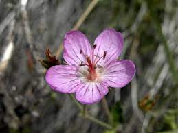 The pelargonium species most often go by the common name annual geraniums or zonal geraniums. California Cranesbill Geranium Californicum