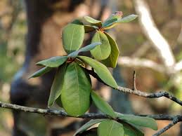 Image result for Ritchiea capparoides