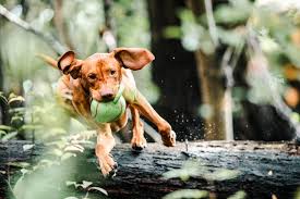 People love their pets, but most don't enjoy the bathing and toenail clipping required for proper grooming. Mobile Pet Grooming Dallas Learn More Guardian Grooming