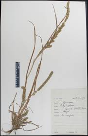 Image result for Elytrophorus spicatus