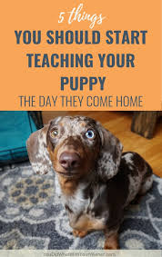 Are raised with great care. 5 Things You Should Start Teaching Your Dachshund Puppy The Day They Come Home