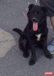 ucretsiz kopek sahiplenme ilanlari labradors kopek yavru kopek