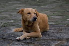 Brian told me he was about 20 mins away and could stop by now. Dog Poop Removal In South Lyon Michigan Pet Waste Removal