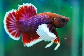 Big Ear Lavender Halfmoon Plakat Betta Fish Betta Tropical Fish Aquarium