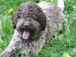 We may earn money or products from the companies mentioned in this post. Mio Amore Lagotto Romagnolo Dogs Home Facebook