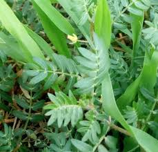 Image result for Tribulus excrucians
