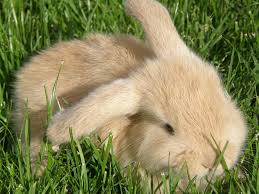 Hasen, kaninchen, häschen, baby hase, niedliche baby häschen, blau hase, baby kaninchen, niedlichen häschen, entzückende häschen, osterhase, lop eared hase, schlappohren hase, jeff bartels. Kaninchen Hase Baby Kostenloses Foto Auf Pixabay