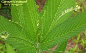 Image result for Caperonia