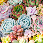 Succulent Swap