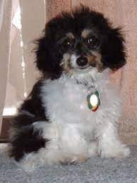Doxiepoo Doxiepoos Dachshund Poodle Hybrid Doxiepoo Super Cute Dogs Dog Breeds