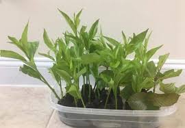 We did not find results for: Is Jasmine Plant Safe For Cats Pet Care Advisors