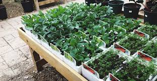 16 Diy Salad Table Ideas To Get Fresh Salad With Little Garden Space In 2020 Plant Nursery Garden Spaces Plants