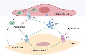 Image result for Aprocitentan