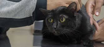 What vaccines do cats need. What Vaccines Do Indoor Cats Need