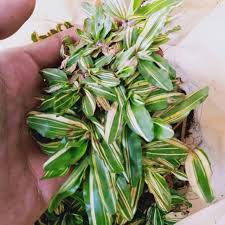 Anti hama rumput gajah mini rumput gajah mini varigata sevin, regent, gandasil d. Jual Rumput Gajah Mini Varigata Ukuran 100cm X 100cm Rumput Gajah Mini Shopee Indonesia