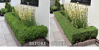 How To Prune Dwarf Box Hedging Herbidacious Are you searching for hedge png images or vector? how to prune dwarf box hedging