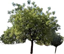 Image result for Azadirachta indica