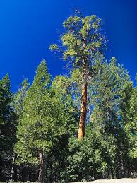 The incense cedar tree is a limited edition tree on farmville. Incense Cedar Tree Calocedrus Decurrens Photograph By Bob Gibbons