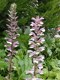Image result for Acanthus