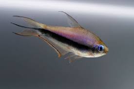 Check spelling or type a new query. Nematobrycon Palmeri Emperor Tetra Seriously Fish