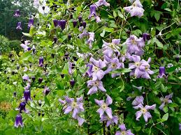 Image result for Emilia violacea