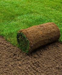 The main identification features of carpet grass are its flat runners or stolons, which means that it grows or spreads by creeping stolons. Lawn Grass Rolls Carpet Grass Rolls Artificial Grass Rolls