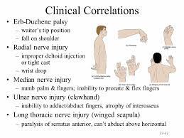 We did not find results for: Pin By Zahraa Munther On Medical Median Nerve Radial Nerve Erb Palsy
