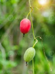 Image result for Coccinia