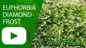 She wondered why all the plants in the garden center seemed to be getting shorter every year.annuals that used to grow three or four feet tall were now only available in varieties that were under one foot. Euphorbia Diamond Frost Grow Care Youtube