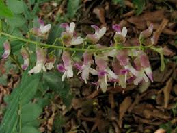 Image result for Sophora velutina