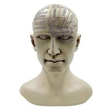 Phrenology Art