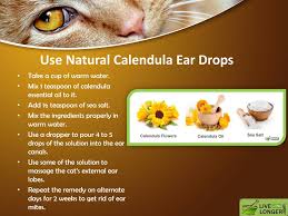 Maybe you would like to learn more about one of these? Ppt Home Remedies For Ear Mites In Cats Powerpoint Presentation Free Download Id 7424726